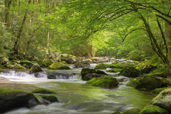 TN, Great Smoky Mts Cascading creek in spring